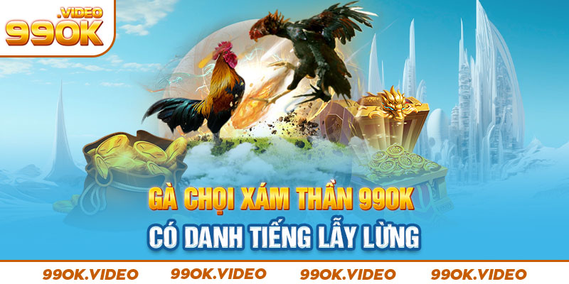 Gà chọi xám thần 99OK có danh tiếng lẫy lừng