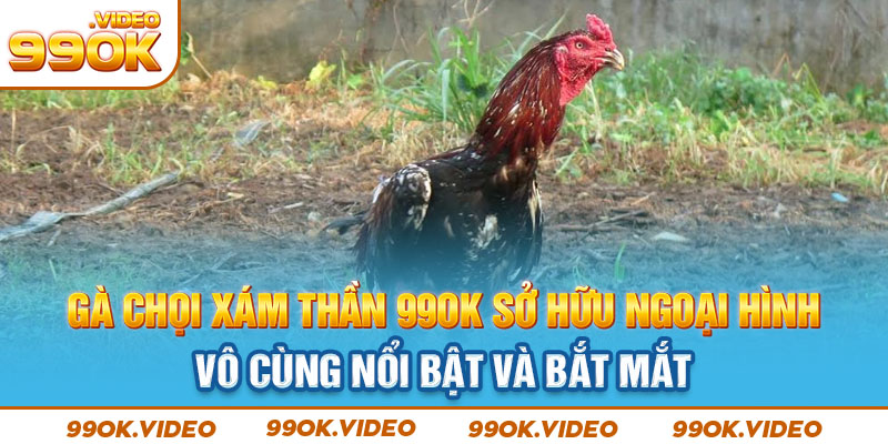 Gà chọi xám thần 99OK sở hữu ngoại hình vô cùng nổi bật và bắt mắt