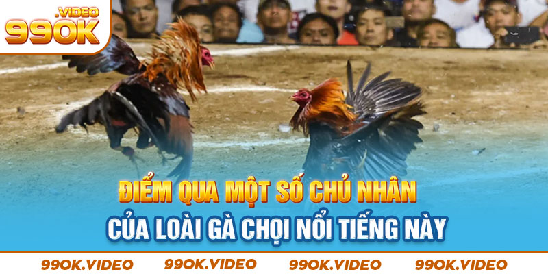 Điểm qua một số chủ nhân của loài gà chọi nổi tiếng này