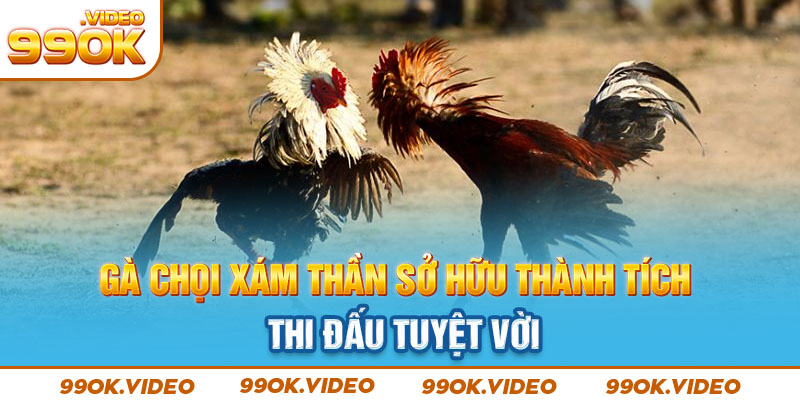 Gà chọi xám thần sở hữu thành tích thi đấu tuyệt vời