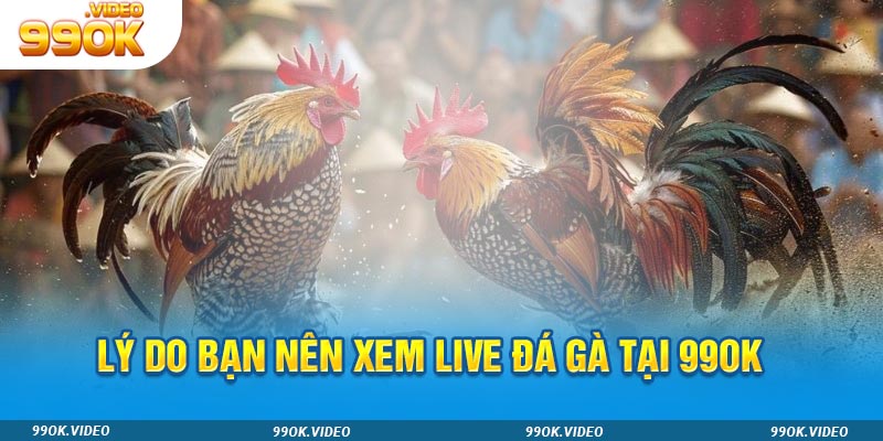 Lý do bạn nên xem live đá gà tại 99ok