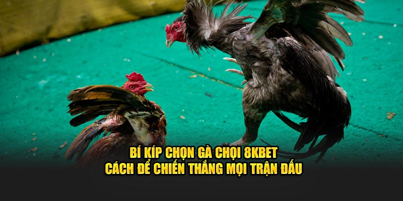 Bí kíp chọn gà chọi