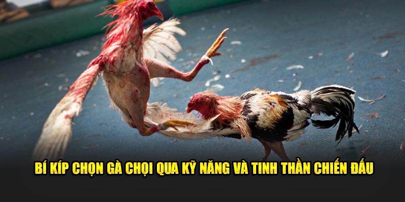 Bí kíp chọn gà chọi qua kỹ năng và tinh thần chiến đấu