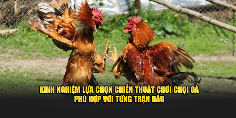 Kinh nghiệm lựa chọn chiến thuật chơi chọi gà phù hợp với từng trận đấu