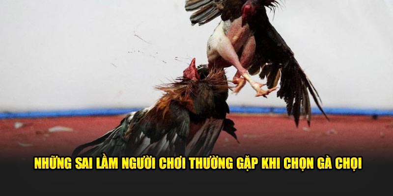 Những sai lầm người chơi thường gặp khi chọn gà chọi